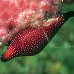 Crenavolva aureola